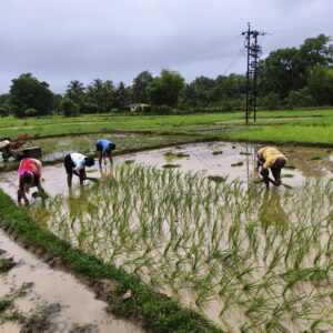 फसल नुकसान की भरपाई के लिए सरकार तैयार : मुख्यमंत्री डॉ. प्रमोद सावंत