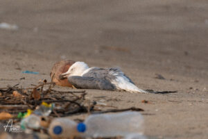 The Photograph I Wish I Didn’t Have to Take When Plastic Becomes Part of a Bird’s Habitat