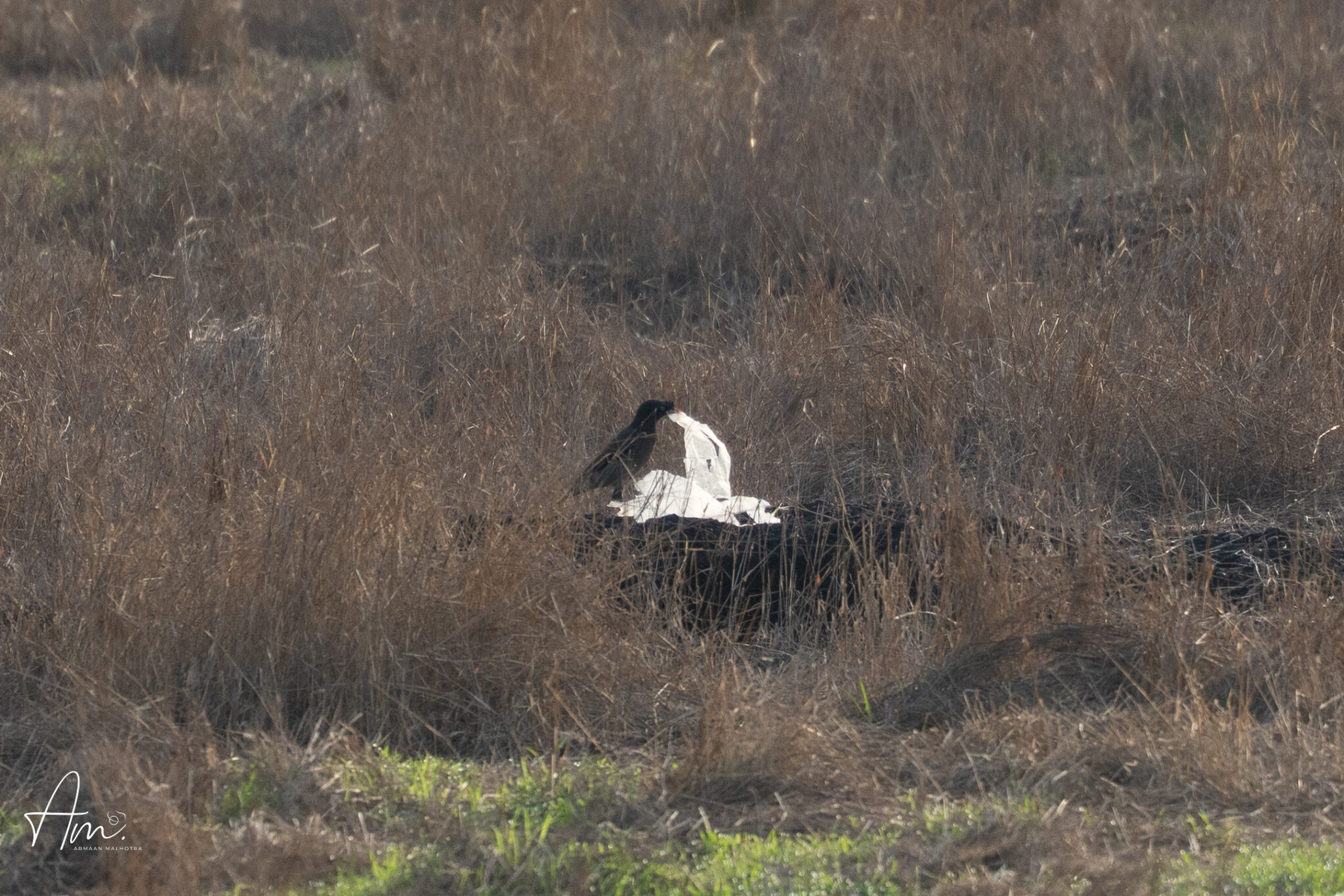 The Photograph I Wish I Didn’t Have to Take When Plastic Becomes Part of a Bird’s Habitat