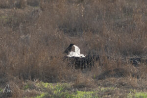 The Photograph I Wish I Didn’t Have to Take When Plastic Becomes Part of a Bird’s Habitat