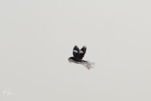 The Photograph I Wish I Didn’t Have to Take When Plastic Becomes Part of a Bird’s Habitat